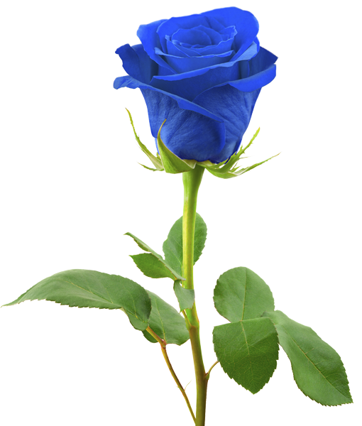 rose blu