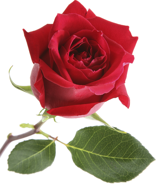 clipart rose rosse - photo #8