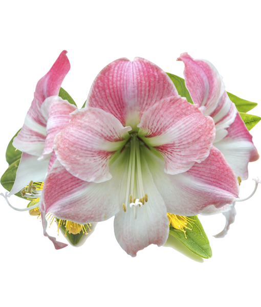 amarilis