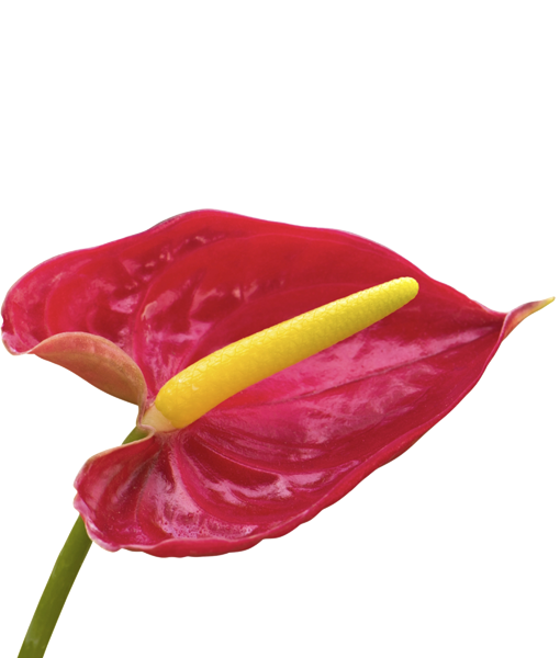 anthurium