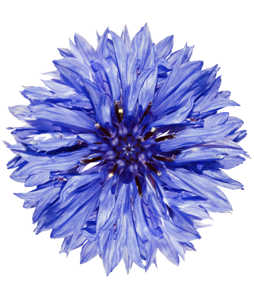 fiordalisi