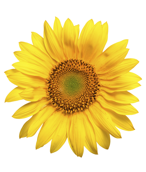 girasoli