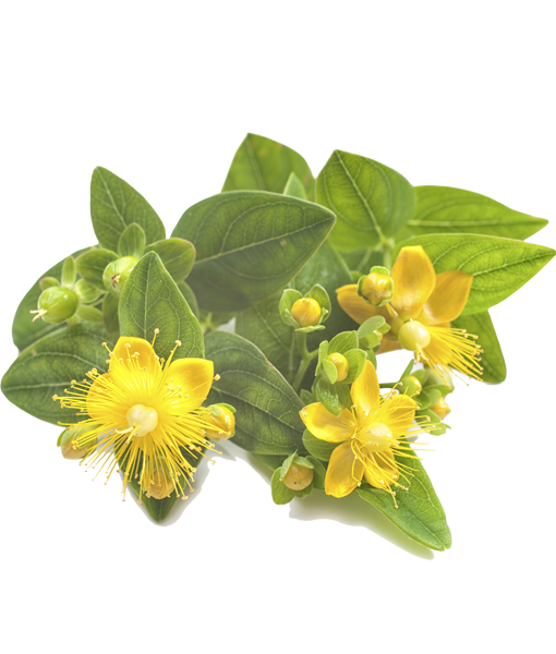 ipericum