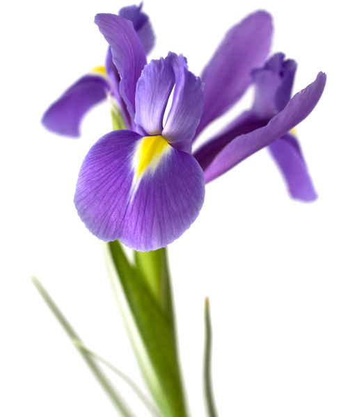 iris
