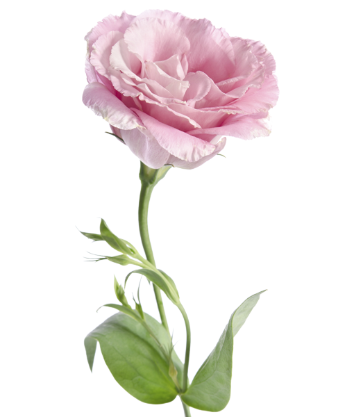 lisianthus