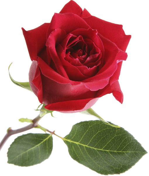 rose rosse