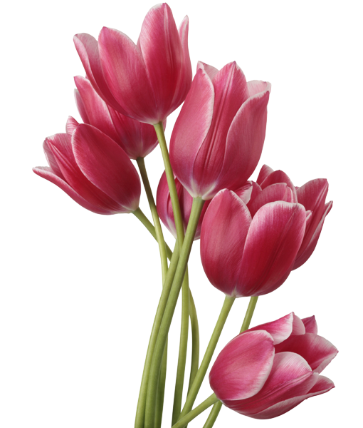 tulipani