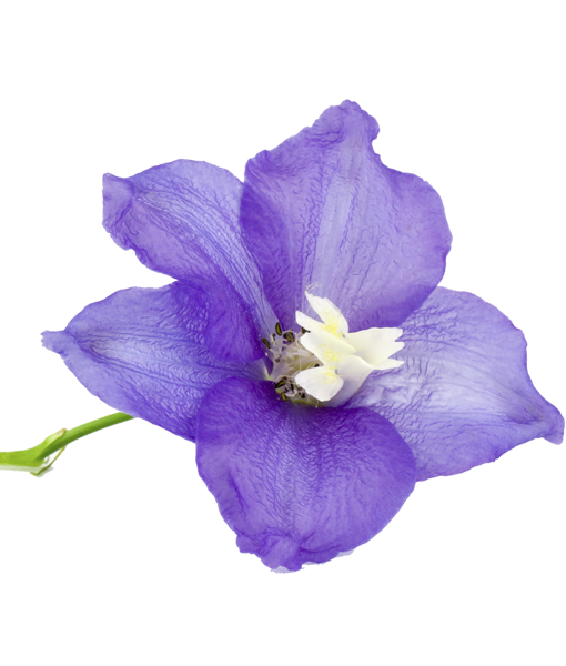 viole